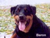 Ginny lost her angel Baron (aged 6) on 2/25/00. He was only 5 years old when he was diagnosed with Lymphosarcoma in August of 99'. 